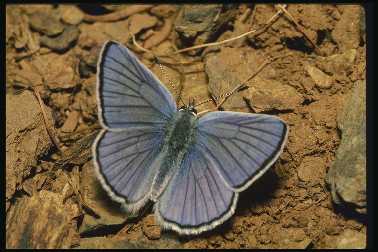  (Lepidoptera) ,  (Lepidoptera