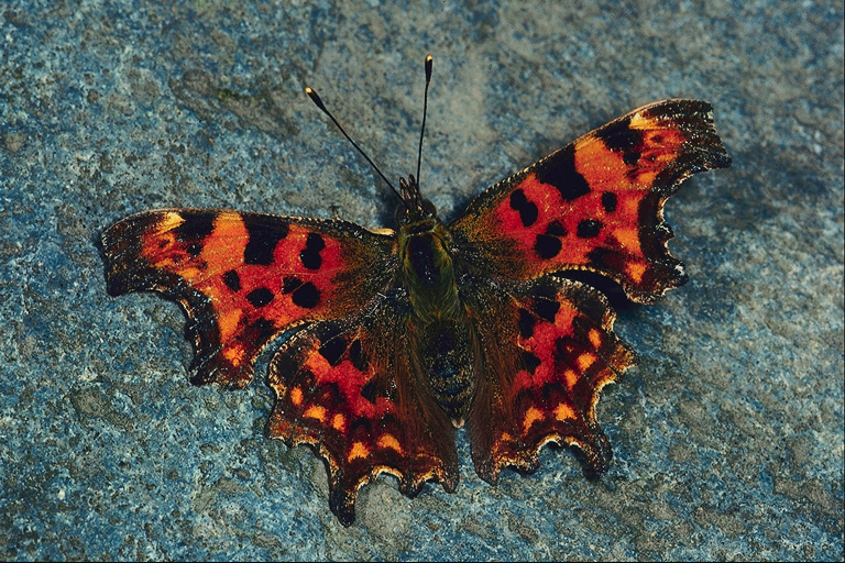  (Lepidoptera) ,  (Lepidoptera
