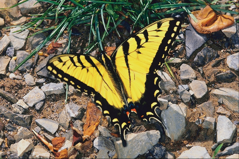  (Lepidoptera) ,  (Lepidoptera