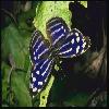  (Lepidoptera) 68