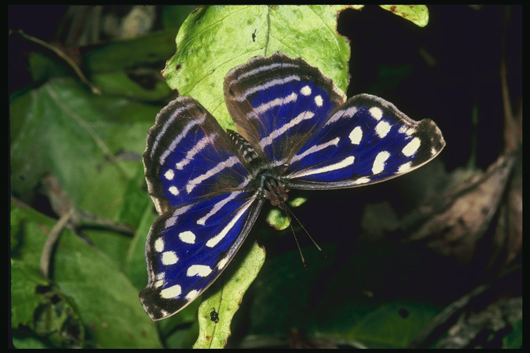  (Lepidoptera) ,  (Lepidoptera