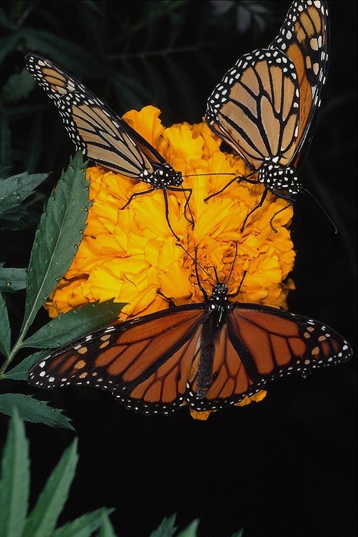  (Lepidoptera) ,  (Lepidoptera