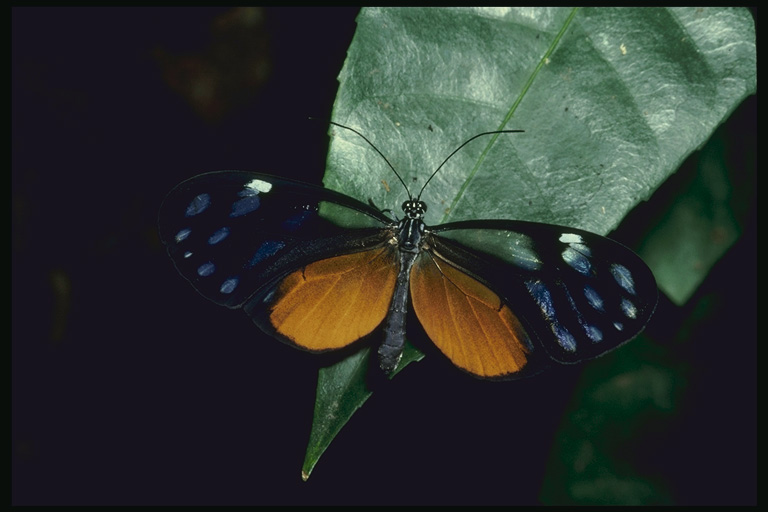  (Lepidoptera) ,  (Lepidoptera