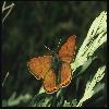  (Lepidoptera) 71