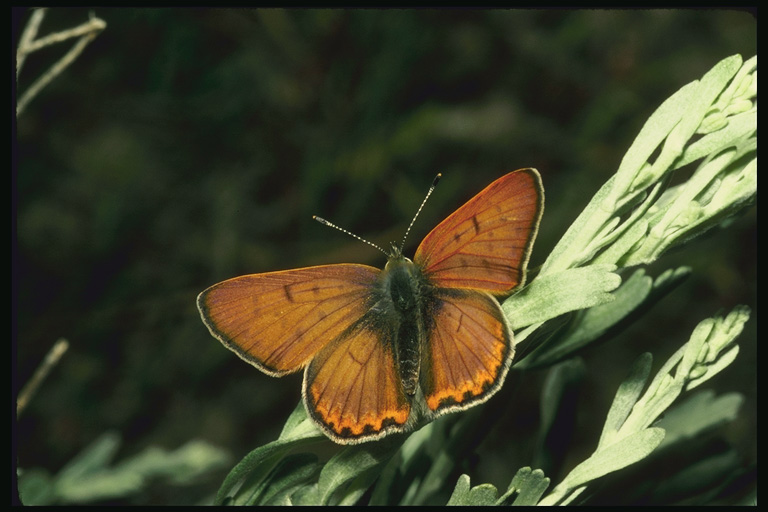  (Lepidoptera) ,  (Lepidoptera