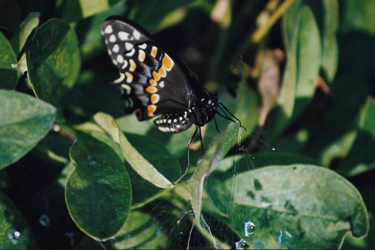  (Lepidoptera) ,  (Lepidoptera