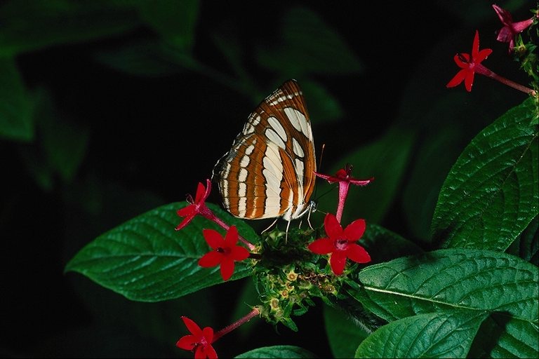  (Lepidoptera) ,  (Lepidoptera