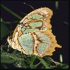  (Lepidoptera) 75