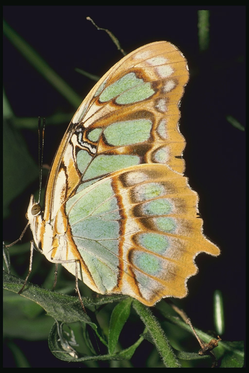  (Lepidoptera) ,  (Lepidoptera