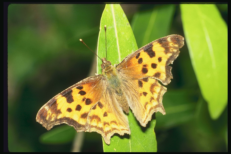  (Lepidoptera) ,  (Lepidoptera