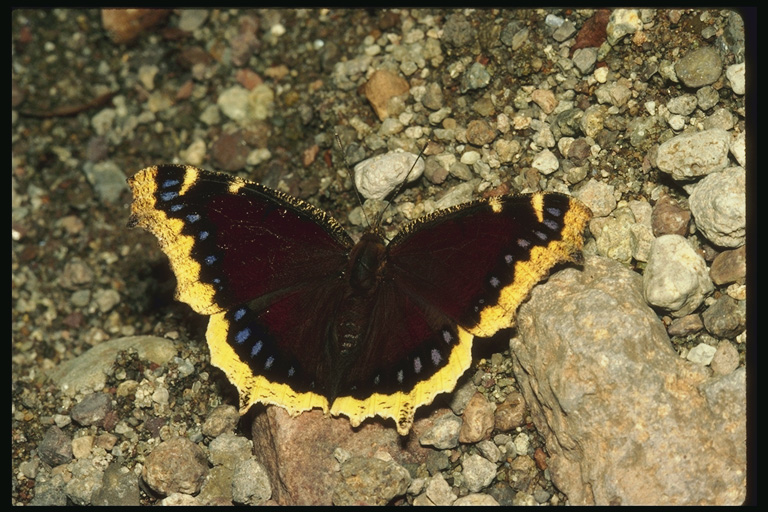  (Lepidoptera) ,  (Lepidoptera