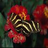  (Lepidoptera) 78