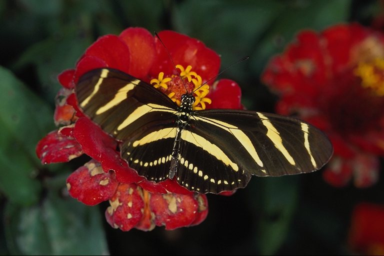  (Lepidoptera) ,  (Lepidoptera