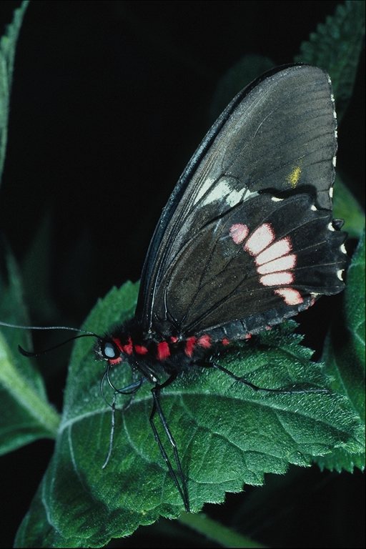  (Lepidoptera) ,  (Lepidoptera