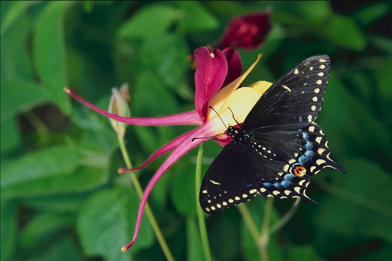  (Lepidoptera) ,  (Lepidoptera