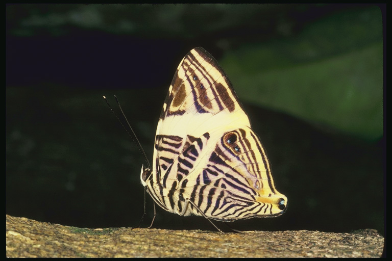  (Lepidoptera) ,  (Lepidoptera