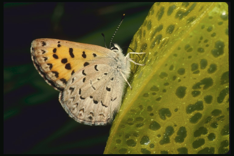  (Lepidoptera) ,  (Lepidoptera