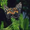 (Lepidoptera) 83
