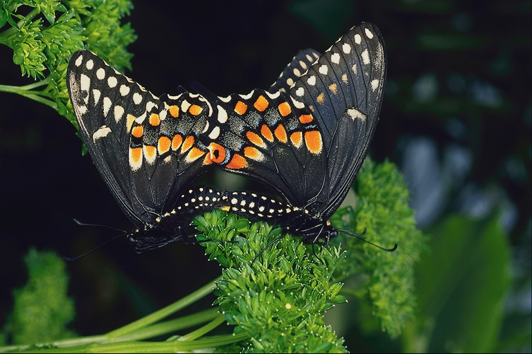  (Lepidoptera) ,  (Lepidoptera
