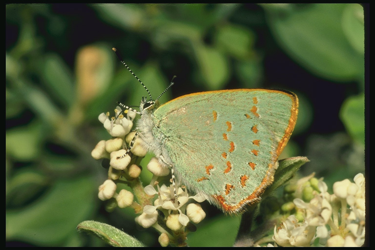  (Lepidoptera) ,  (Lepidoptera