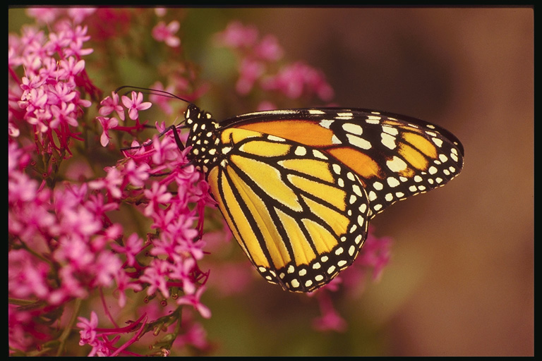  (Lepidoptera) ,  (Lepidoptera