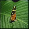  (Lepidoptera) 87
