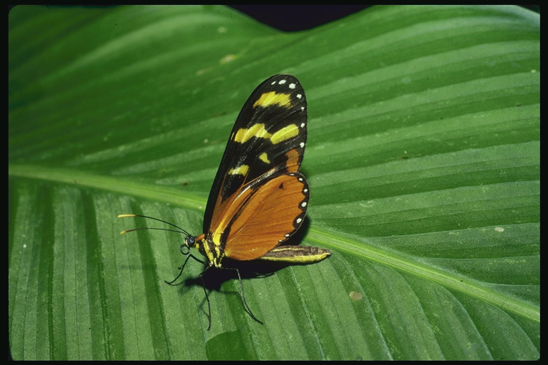  (Lepidoptera) ,  (Lepidoptera