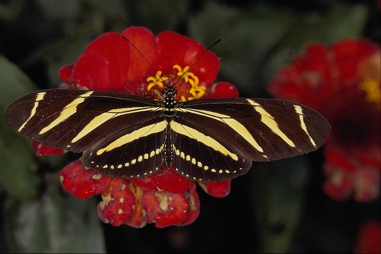  (Lepidoptera) ,  (Lepidoptera