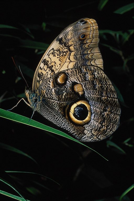  (Lepidoptera) ,  (Lepidoptera