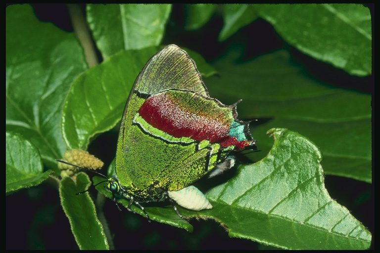  (Lepidoptera) ,  (Lepidoptera