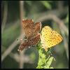  (Lepidoptera) 91