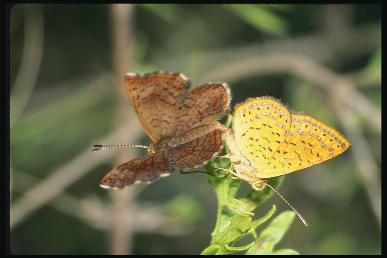  (Lepidoptera) ,  (Lepidoptera