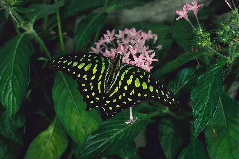  (Lepidoptera) ,  (Lepidoptera