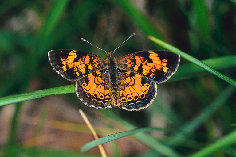  (Lepidoptera) ,  (Lepidoptera