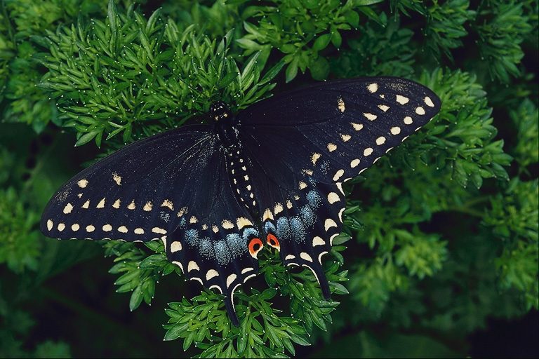  (Lepidoptera) ,  (Lepidoptera