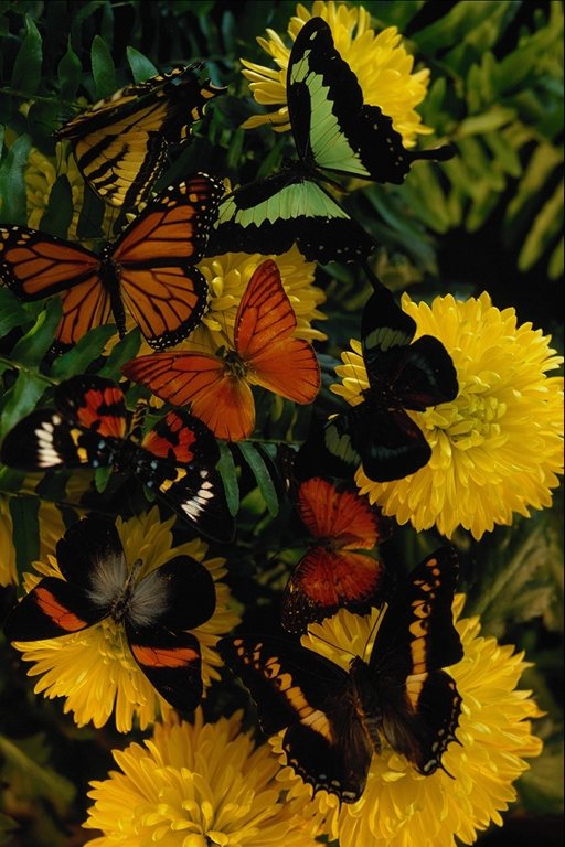  (Lepidoptera) ,  (Lepidoptera