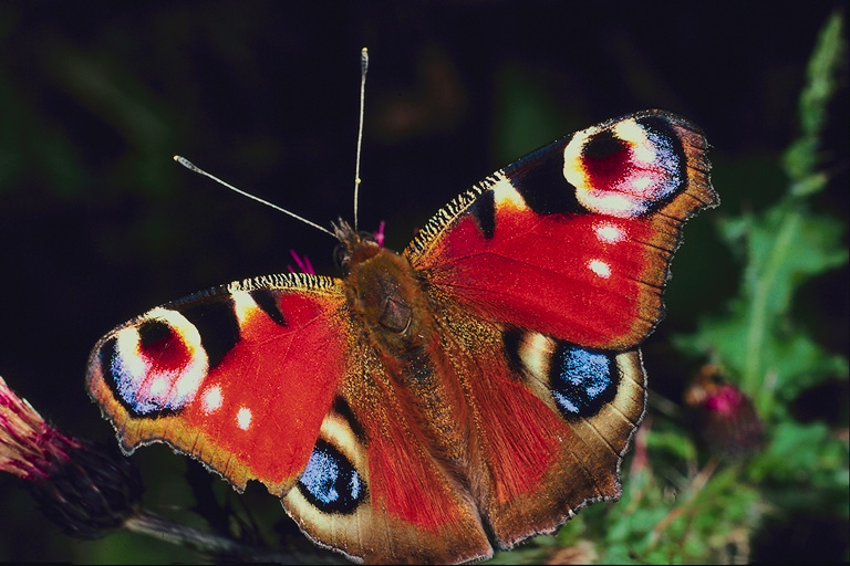  (Lepidoptera) ,  (Lepidoptera