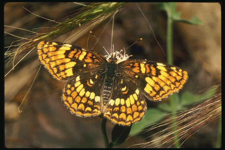  (Lepidoptera) ,  (Lepidoptera
