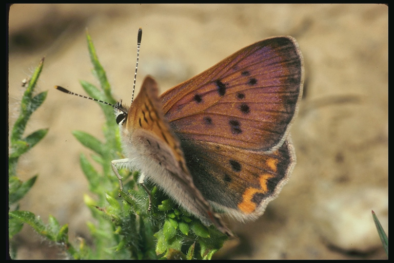  (Lepidoptera) ,  (Lepidoptera