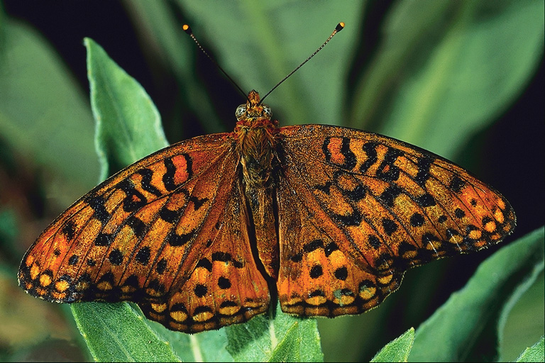  (Lepidoptera) ,  (Lepidoptera