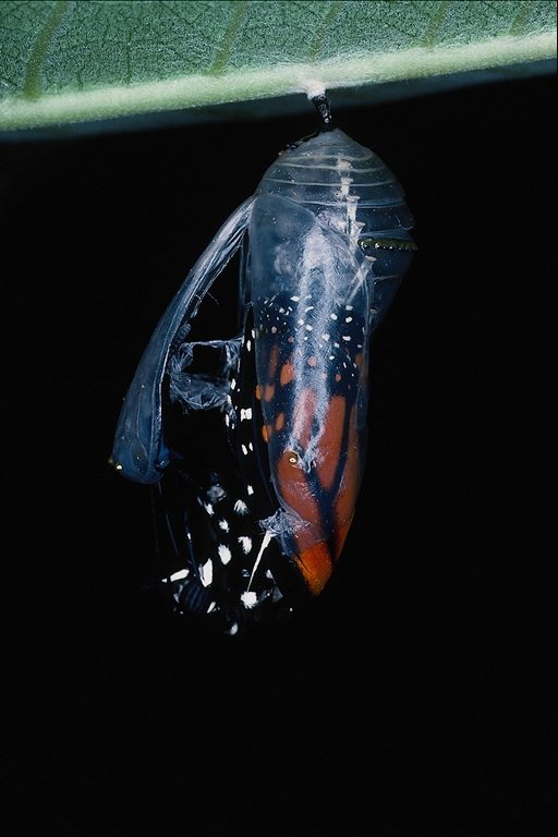  (Lepidoptera) ,  (Lepidoptera
