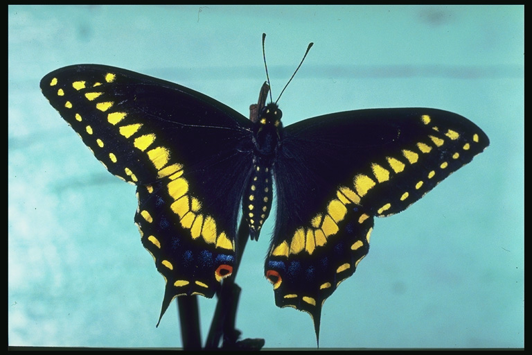  (Lepidoptera) ,  (Lepidoptera