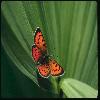  (Lepidoptera) 104