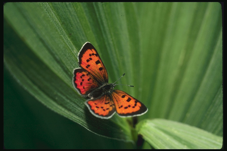  (Lepidoptera) ,  (Lepidoptera