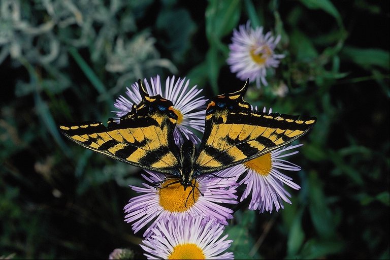  (Lepidoptera) ,  (Lepidoptera