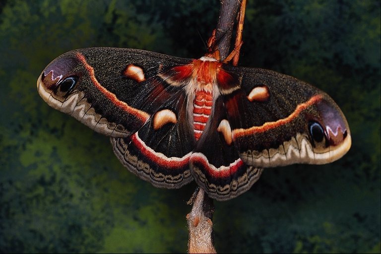  (Lepidoptera) ,  (Lepidoptera