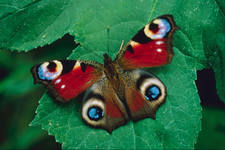  (Lepidoptera) ,  (Lepidoptera