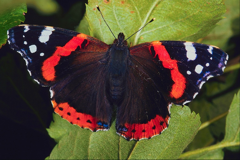  (Lepidoptera) ,  (Lepidoptera