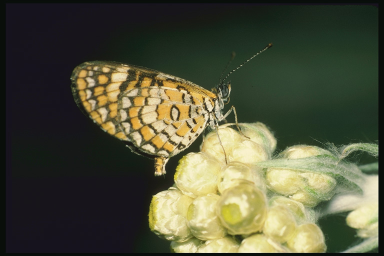  (Lepidoptera) ,  (Lepidoptera