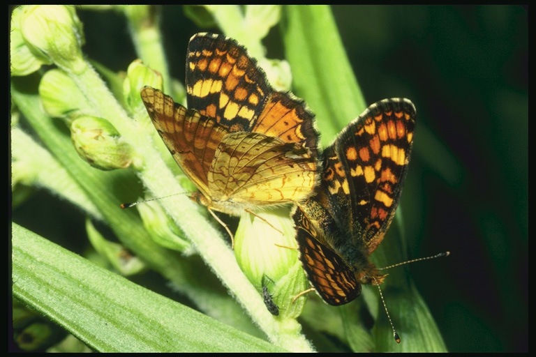  (Lepidoptera) ,  (Lepidoptera